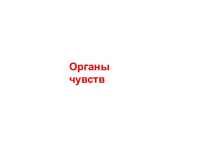 Органы чувств