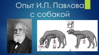 Опыт И.П. Павловас собакой