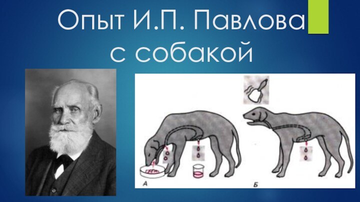 Опыт И.П. Павлова с собакой