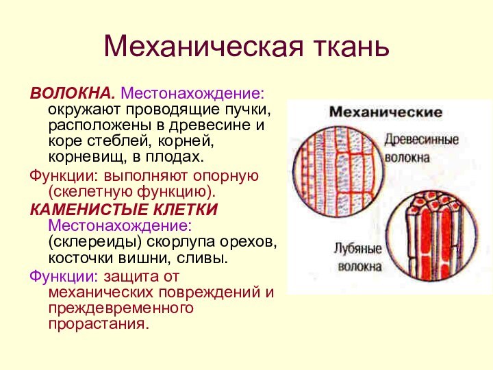 Механическая тканьВОЛОКНА. Местонахождение: окружают проводящие пучки, расположены в древесине и коре стеблей,