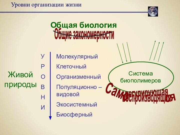 Уровни организации жизниОбщая биологияЖивой природыМолекулярныйКлеточныйОрганизменныйПопуляционно – видовойЭкосистемныйБиосферныйСистема биополимеровУРОВНИОбщие закономерностиСамосярегулирующаявоспроизводящая