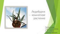 Ледебурия — комнатное растение