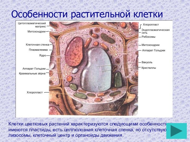 Особенности растительной клеткиКлетки цветковых растений характеризуются следующими особенностями: имеются пластиды, есть целлюлозная