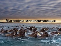 Миграции  млекопитающих