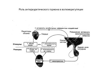 Роль антидиуретического гормона в волюморегуляции