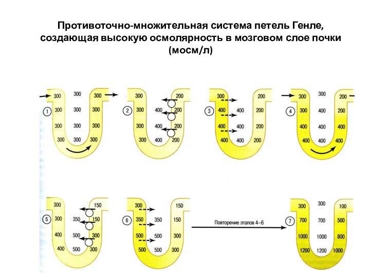 Противоточно-множительная система петель Генле, создающая высокую осмолярность в мозговом слое почки (мосм/л)