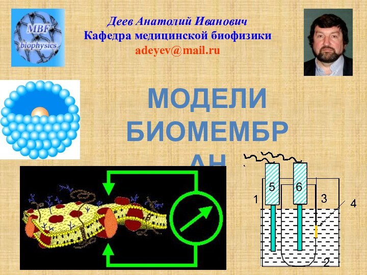 МОДЕЛИ  БИОМЕМБРАНДеев Анатолий ИвановичКафедра медицинской биофизикиadeyev@mail.ru