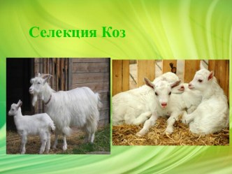 Селекция коз