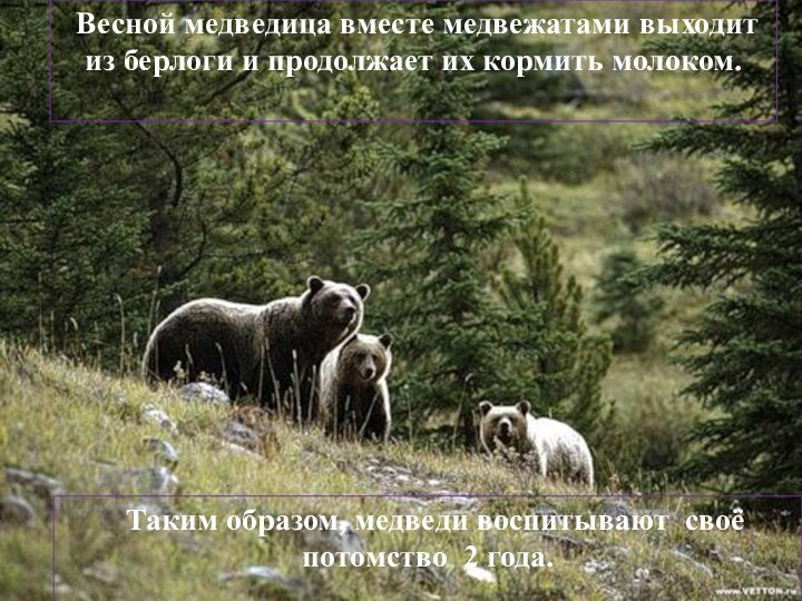 Таким образом, медведи воспитывают своё потомство 2 года. Весной медведица вместе