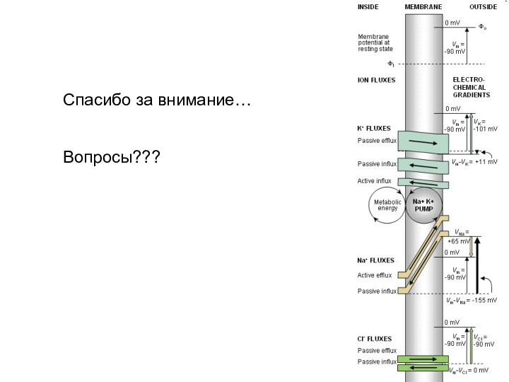 Спасибо за внимание…Вопросы???