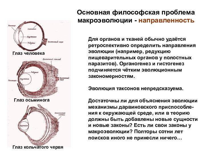 Основная философская проблема макроэволюции - направленностьДля органов и тканей обычно удаётся ретроспективно