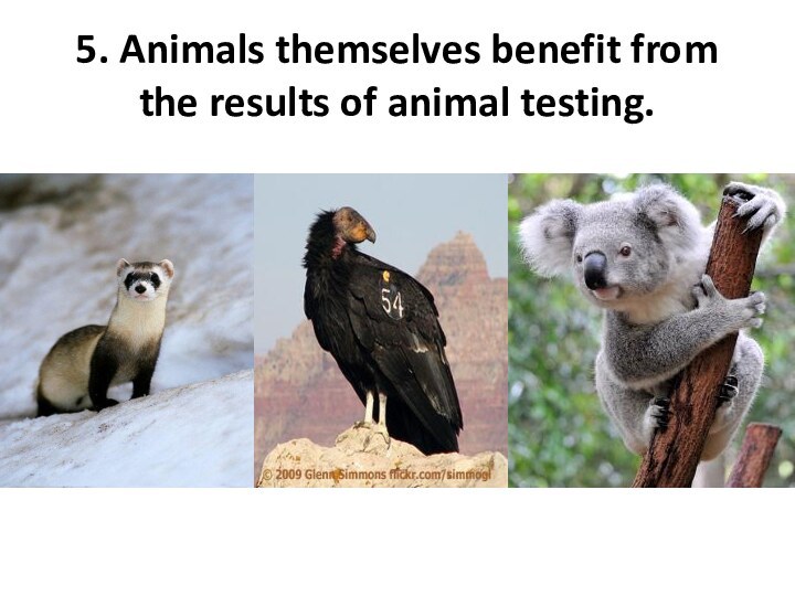 5. Animals themselves benefit from the results of animal testing. 