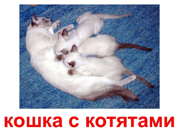 кошка с котятами