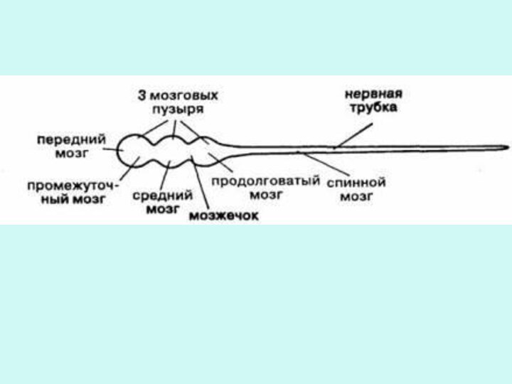 Нервная система типа нервной сети характерна для. Трубчатая нервная система. Нервная система трубчатого типа. Трубчатый вид нервной системы. Трубчатая нервная система характерна для.