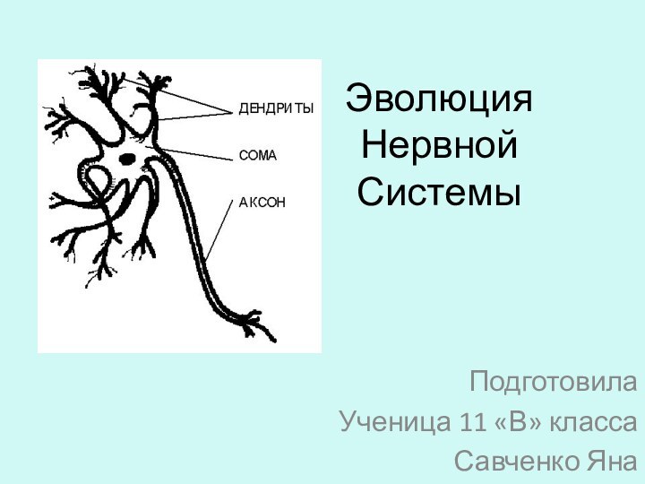 Эволюция Нервной СистемыПодготовилаУченица 11 «В» классаСавченко Яна