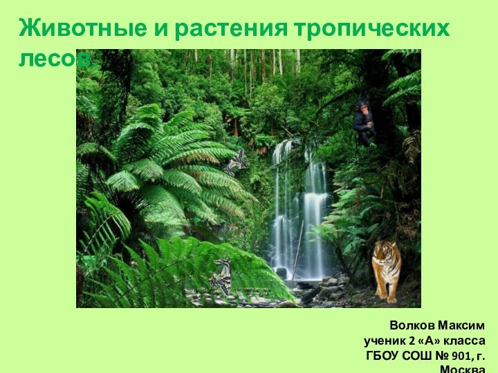 Животные и растения тропических лесов.Волков Максимученик 2 «А» классаГБОУ СОШ № 901, г. Москва