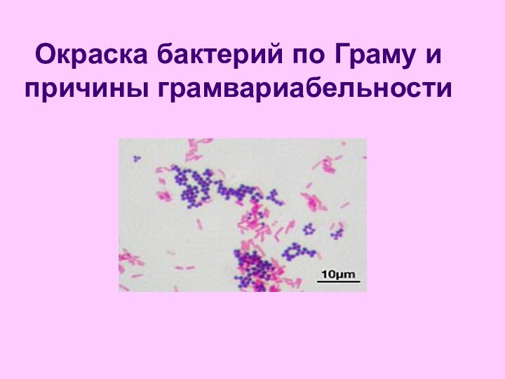 Окраска бактерий по Граму и причины грамвариабельности