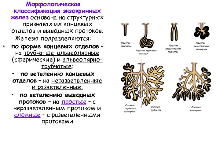 Морфологическая классификация экзокринных желез основана на структурных признаках их концевых отделов и