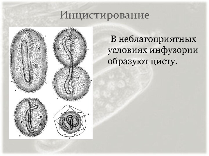 Инцистирование 	В неблагоприятных условиях инфузории образуют цисту.