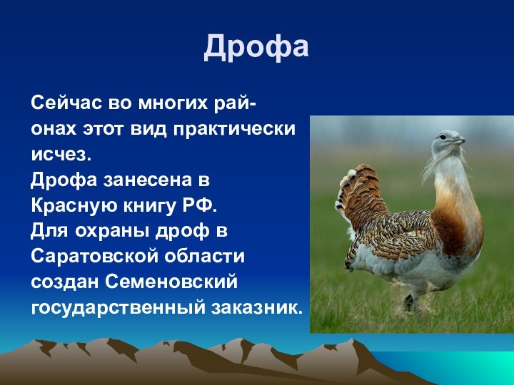 ДрофаСейчас во многих рай-онах этот вид практическиисчез.Дрофа занесена вКрасную книгу РФ.Для охраны