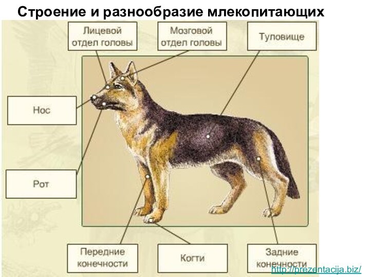 Строение и разнообразие млекопитающих http://prezentacija.biz/