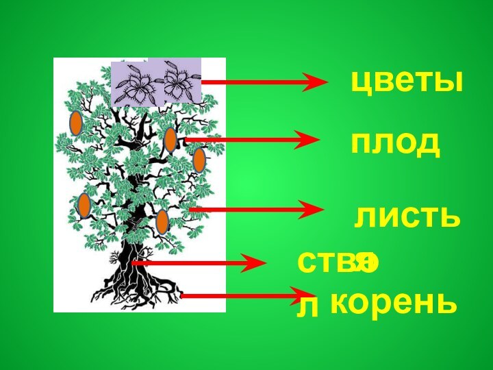 кореньстволлистьяплодцветы