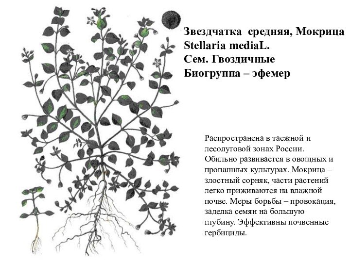 Звездчатка средняя, МокрицаStellaria mediaL.