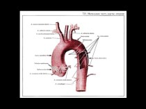 Главные артерии в теле человека