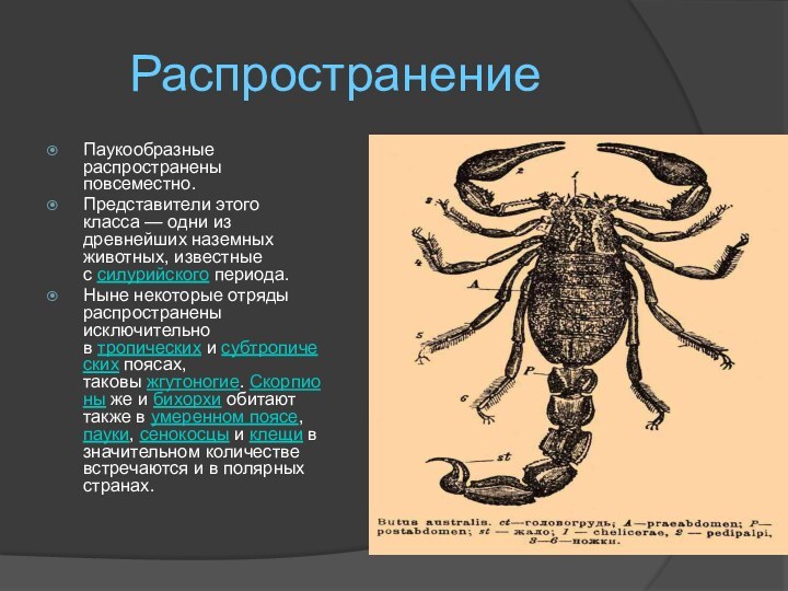 Распространение Паукообразные распространены повсеместно.Представители этого класса — одни из