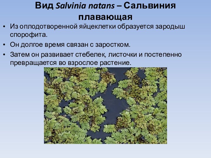 Вид Salvinia natans – Сальвиния плавающаяИз оплодотворенной яйцеклетки образуется зародыш спорофита.Он долгое