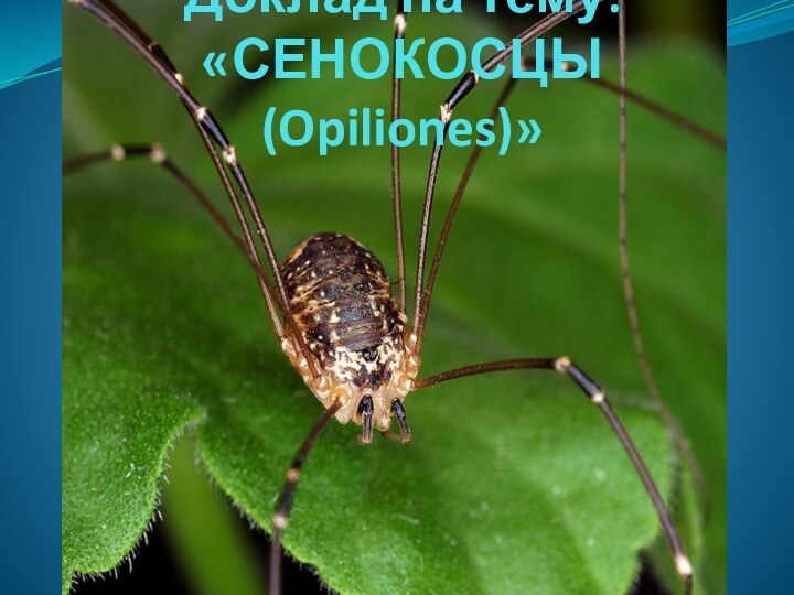 Доклад на тему: «СЕНОКОСЦЫ (Opiliones)»