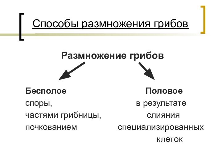 Способы размножения грибов        Размножение грибов