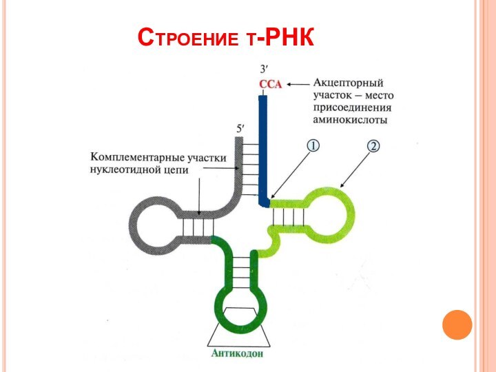 Строение т-РНК