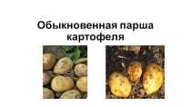 Обыкновенная парша картофеля 