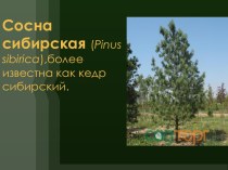 Сосна сибирская(pinussibirica),более известна как кедр сибирский.