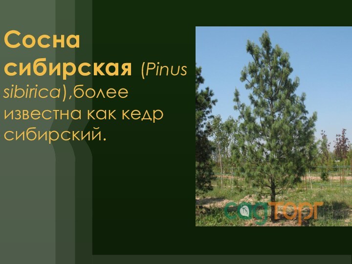 Сосна сибирская (Pinus sibirica),более известна как кедр сибирский.