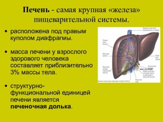 Печень - самая крупная железа пищеварительной системы