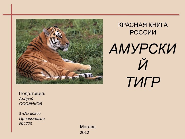 КРАСНАЯ КНИГА РОССИИАМУРСКИЙТИГРПодготовил:Андрей СОСЕНКОВ3 «А» классПрогимназии №1728Москва, 2012