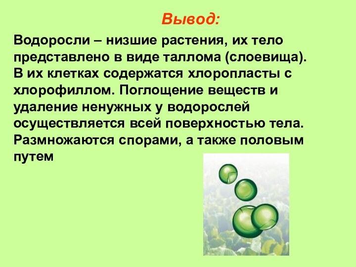 Вывод:Водоросли – низшие растения, их тело представлено в виде таллома (слоевища). В