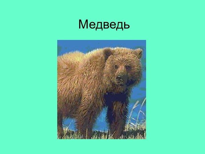 Медведь