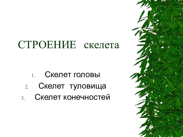 СТРОЕНИЕ скелетаСкелет головыСкелет туловищаСкелет конечностей