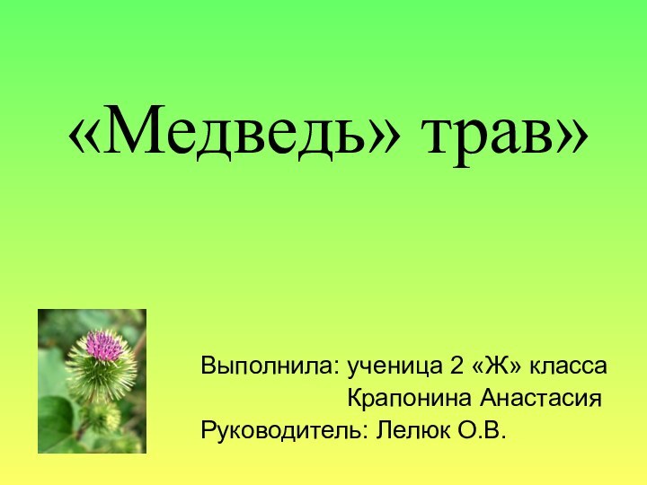 «Медведь» трав»Выполнила: ученица 2 «Ж» класса