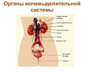 Органы мочевыделительной системы