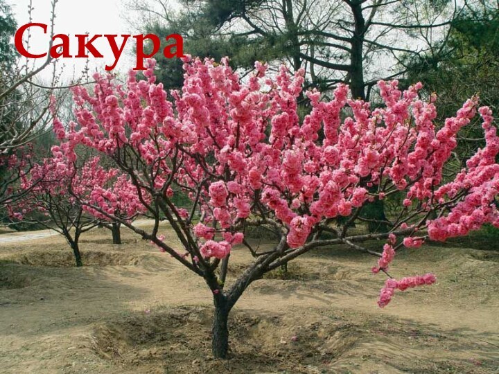 Сакура