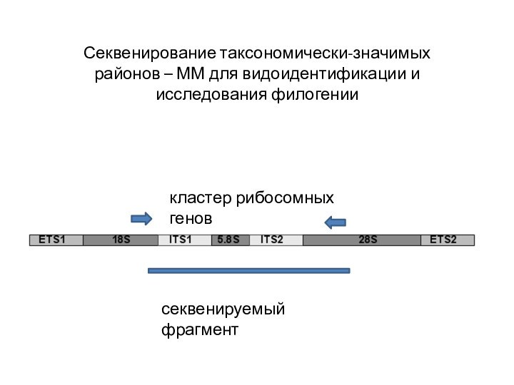 кластер рибосомных геновсеквенируемый фрагментСеквенирование таксономически-значимых районов – ММ для видоидентификации и исследования филогении