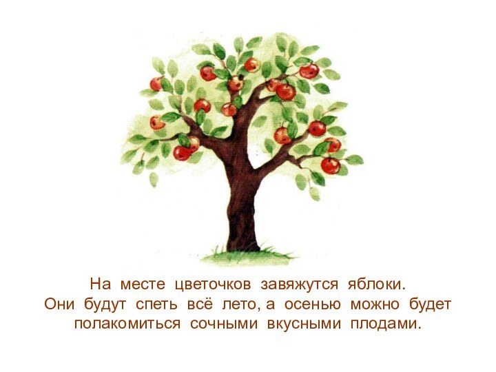 На месте цветочков завяжутся яблоки. Они будут спеть всё лето, а осенью