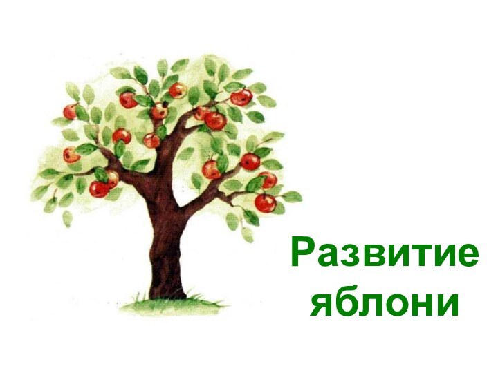 Развитиеяблони