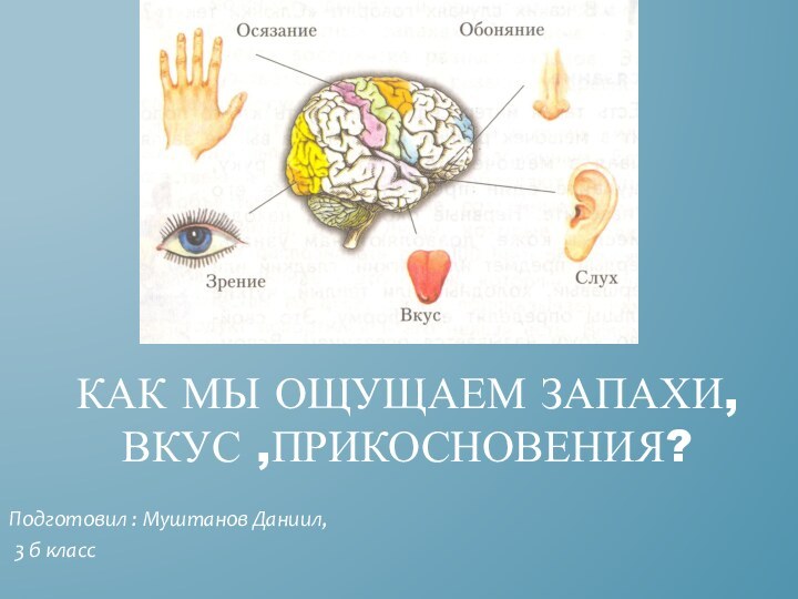 Как мы ощущаем запахи, вкус ,прикосновения?Подготовил : Муштанов Даниил, 3 б класс