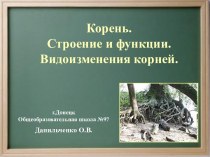 Корень. Строение и функции. Видоизменение корней