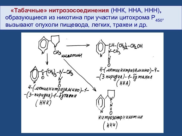 «Табачные» нитрозосоединения (ННК, ННА, ННН), образующиеся из никотина при участии цитохрома P450,